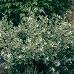 Pourpier de mer / Atriplex halimus